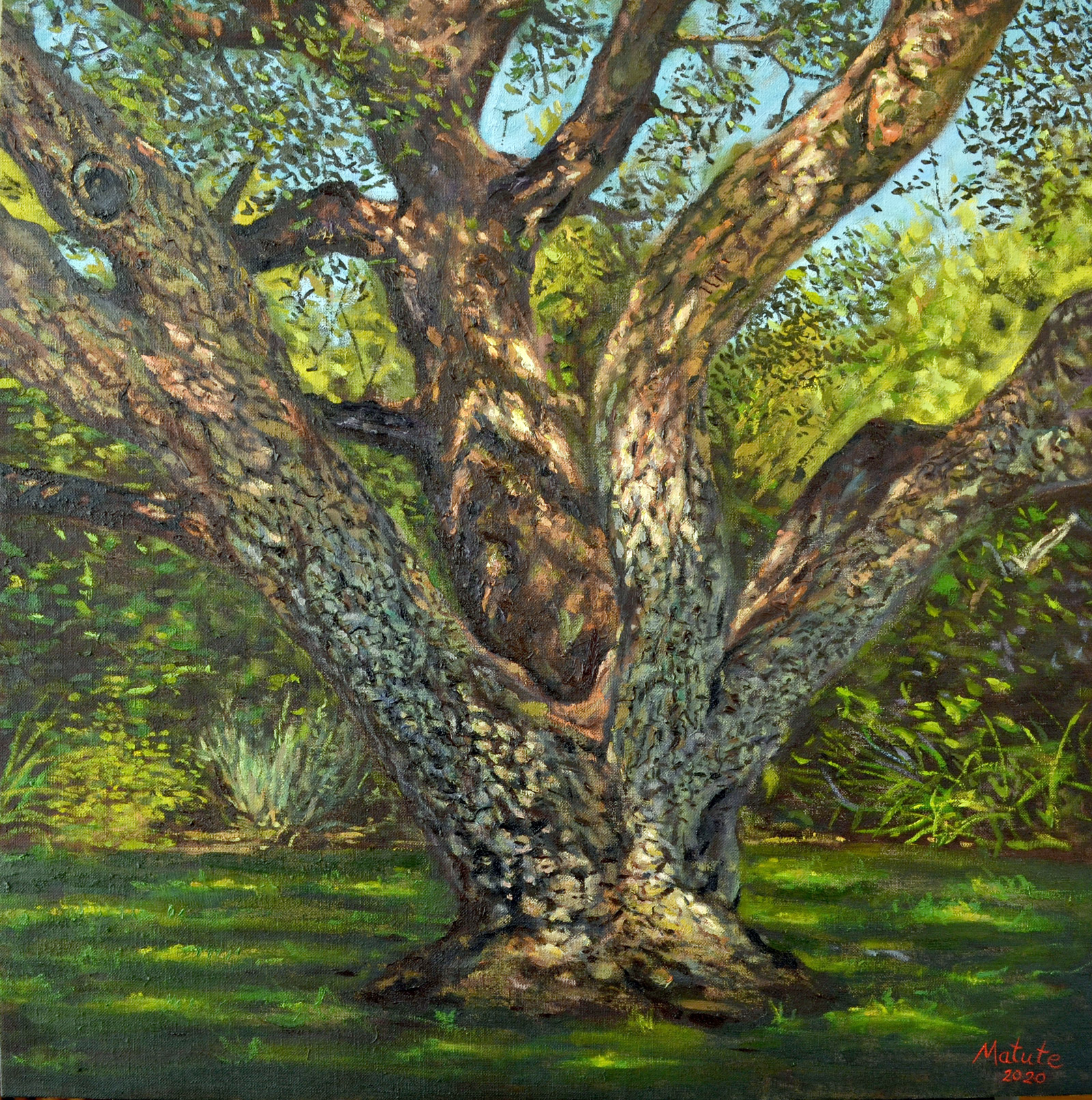 Alcornoque 1 - Óleo sobre lienzo – 50×50 cm – 2019 - Serie Naturalezas - Matute Art