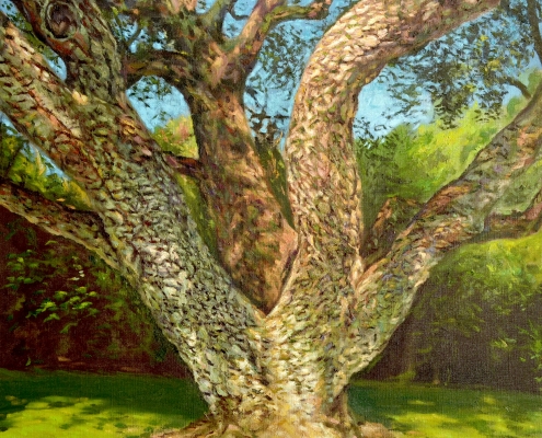 Alcornoque 2 - Óleo sobre lienzo – 50×50 cm – 2019 - Serie Naturalezas - Matute Art