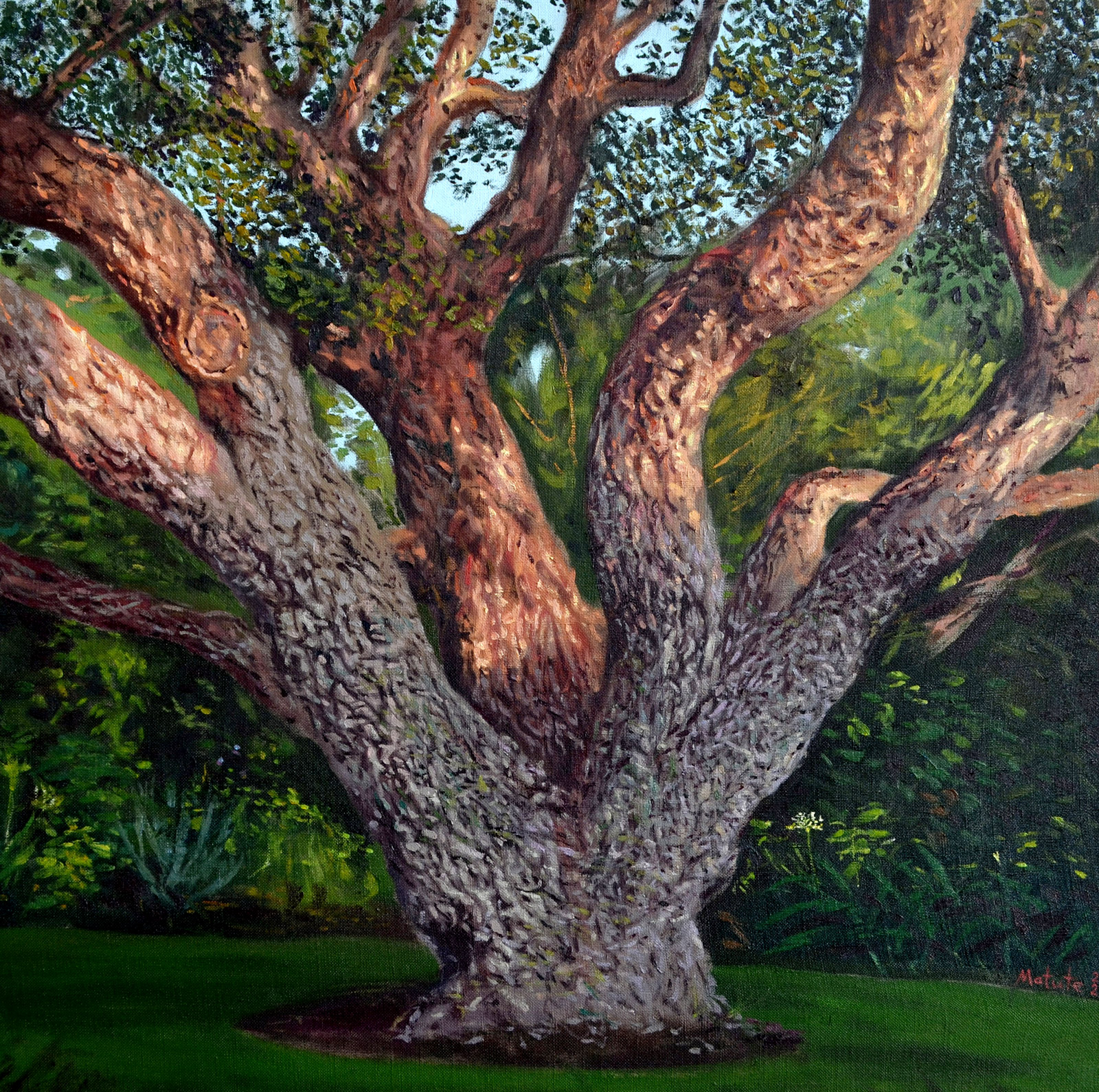 Alcornoque 3 - Óleo sobre lienzo – 50×50 cm – 2019 - Serie Naturalezas - Matute Art
